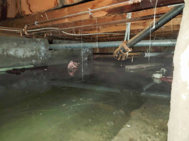 Best Basement water damage restoration  in , KY