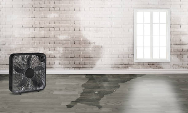 Best Mold removal after water damage  in , KY